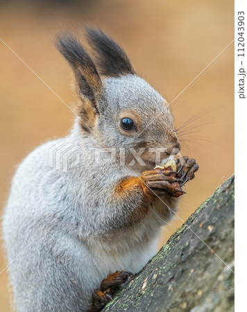 The squirrel with nut sits on tree in the autumn. Eurasian red squirrel, Sciurus vulgaris. 112043903