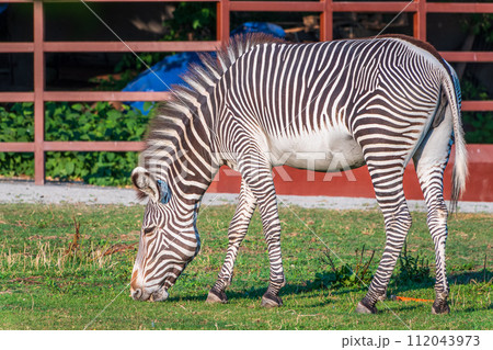 Grevy's zebra, lat Equus grevyi, also known as the imperial zebra eats green grass. 112043973