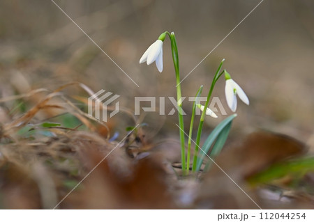 Snowdrops spring flowers. Beautifully blooming in the grass at sunset. Delicate Snowdrop flower is one of the spring symbols. (Amaryllidaceae - Galanthus nivalis) 112044254
