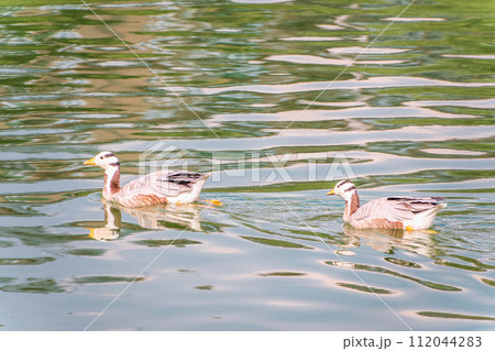 Two Bar headed gooses swimming in a lake. Two Bar headed gooses swimming in a lake. 112044283