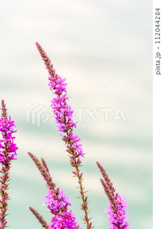 Summer Flowering Purple Loosestrife, Lythrum tomentosum on a green blured background. 112044284