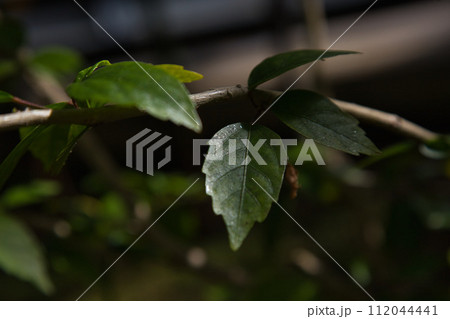 春を待つ味真野苑 112044441