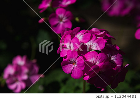 春を待つ味真野苑 112044481