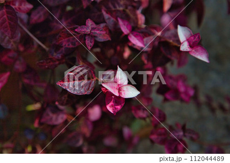 春を待つ味真野苑 112044489