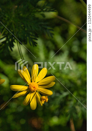 春を待つ味真野苑 春を待つ味真野苑 112044499