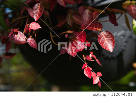 春を待つ味真野苑 112044501