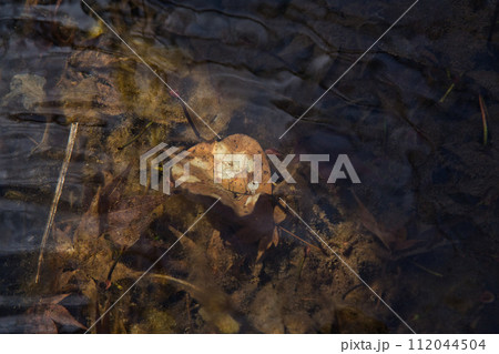 春を待つ味真野苑 112044504