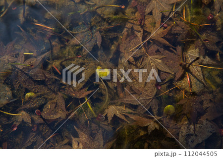 春を待つ味真野苑 春を待つ味真野苑 112044505