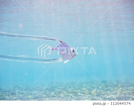 美しいイトヒキアジ(アジ科)の幼魚。 東京都伊豆諸島式根島、泊海水浴場にて。 2023年11月4日 美しいイトヒキアジ(アジ科)の幼魚。 東京都伊豆諸島式根島、泊海水浴場にて。 2023年11月4日 112044574