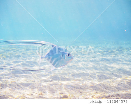 美しいイトヒキアジ（アジ科）の幼魚。  東京都伊豆諸島式根島、泊海水浴場にて。 2023年11月4日 112044575
