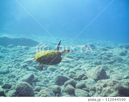 美しいタイマイ(ウミガメ科)。  東京都伊豆諸島式根島、泊海水浴場にて。 2023年11月4日撮影。 美しいタイマイ(ウミガメ科)。  東京都伊豆諸島式根島、泊海水浴場にて。 2023年11月4日撮影。 112044590