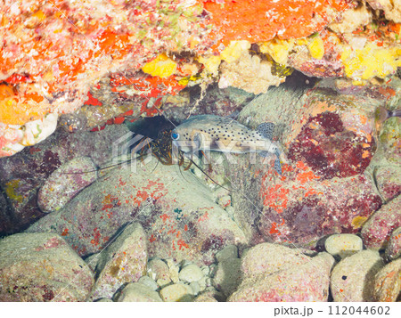 美しい大きなイシガキフグ（ハリセンボン科）とイセエビ（イセエビ科）。  東京都伊豆諸島式根島、泊海水 112044602