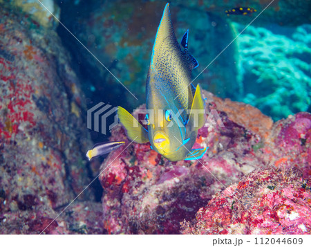 美しく大きなサザナミヤッコ（キンチャクダイ科）。  東京都伊豆諸島式根島、泊海水浴場にて。 2023 112044609