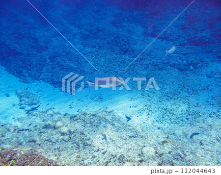 美しいハマフエフキ(フエフキダイ科)他の群れ。 東京都伊豆諸島式根島、泊海水浴場にて。 2023年 美しいハマフエフキ(フエフキダイ科)他の群れ。 東京都伊豆諸島式根島、泊海水浴場にて。 2023年 112044643