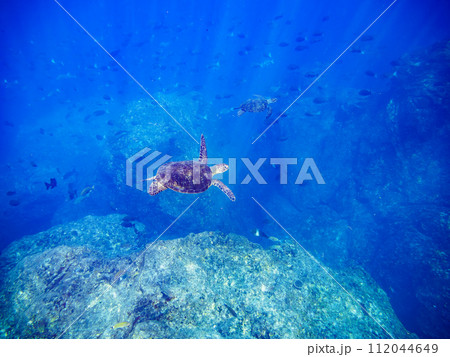 ゆったり泳ぐ美しく大きなアオウミガメ（ウミガメ科）のペア。  東京都伊豆諸島式根島、丸根ヶ浜にて。 112044649