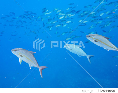 イサキの大群を襲う迫力あるカンパチ(アジ科)の群れ。 東京都伊豆諸島式根島、丸根ヶ浜にて。 202 イサキの大群を襲う迫力あるカンパチ(アジ科)の群れ。 東京都伊豆諸島式根島、丸根ヶ浜にて。 202 112044656