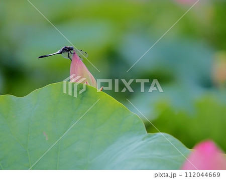 蓮の蕾に留まるトンボ 112044669