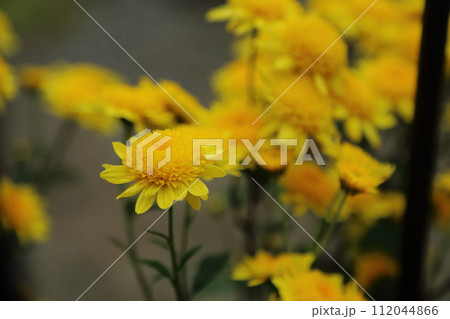 黄色い菊の花 112044866