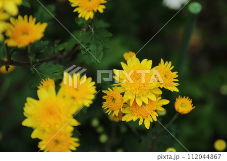 黄色い菊の花 112044867
