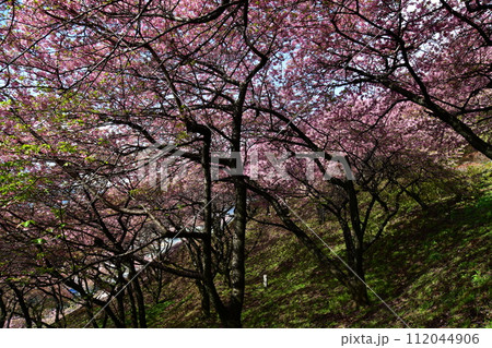 まつだ桜まつり 112044906