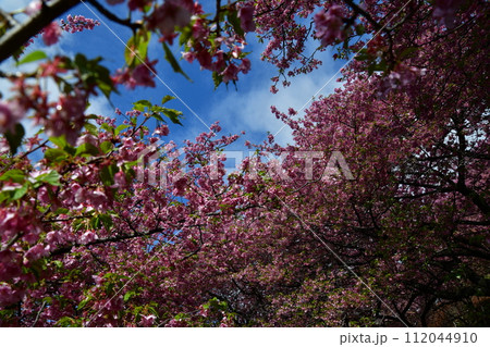 まつだ桜まつり 112044910