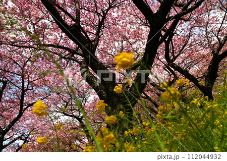 まつだ桜まつり 112044932