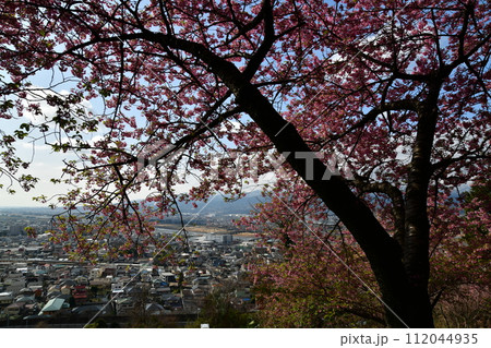 まつだ桜まつり 112044935