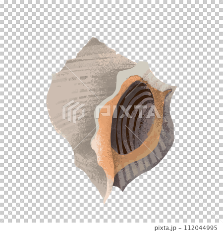 紅色貝類的水彩風格插圖 紅色貝類的水彩風格插圖 112044995