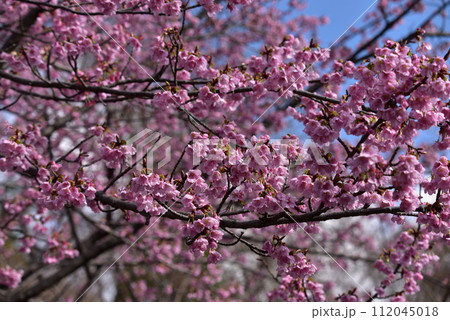 まつだ桜まつり 112045018