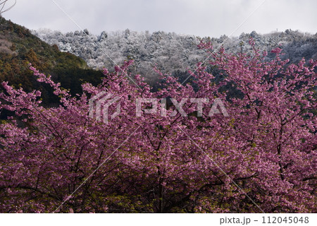 まつだ桜まつり 112045048