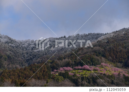 まつだ桜まつり 112045059