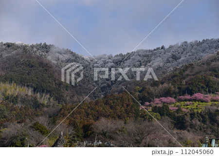 まつだ桜まつり 112045060