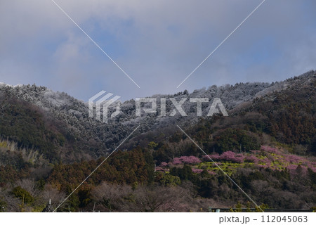 まつだ桜まつり 112045063