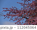 まつだ桜まつり 112045064