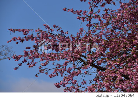 まつだ桜まつり 112045064