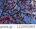 まつだ桜まつり 112045065