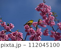 まつだ桜まつり 112045100