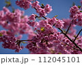 まつだ桜まつり 112045101