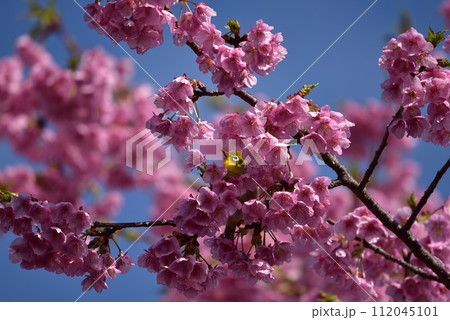 まつだ桜まつり 112045101