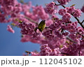 まつだ桜まつり 112045102