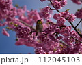 まつだ桜まつり 112045103