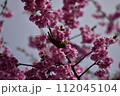 まつだ桜まつり 112045104