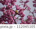 まつだ桜まつり 112045105