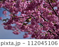 まつだ桜まつり 112045106