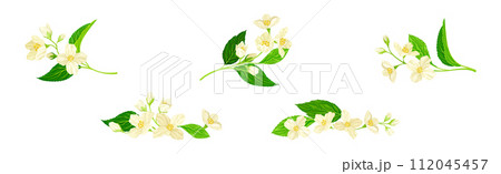 Jasmine Flower with Stalk and Green Leaves Vector Set 112045457