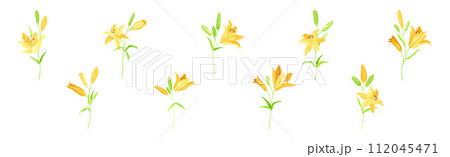 Yellow Lily Flower Bud on Green Stem with Leaf Vector Set 112045471