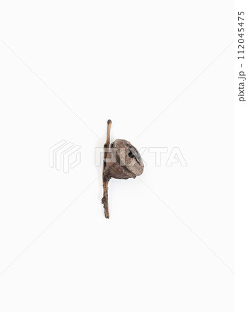 Dried seed of eucalyptus on branch on light gray background  112045475