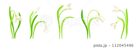 White Snowdrop Flower on Green Stem with Leaf Vector Set White Snowdrop Flower on Green Stem with Leaf Vector Set 112045496