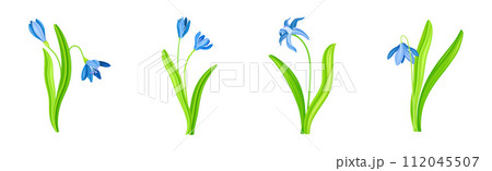 Blue Snowdrop Flower on Green Stem with Leaf Vector Set 112045507