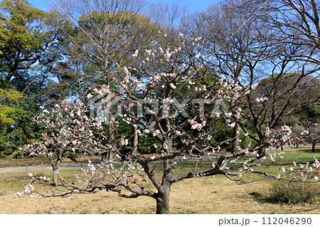 Ume, plum blossoms, in Hamarikyu park in central Tokyo Ume, plum blossoms, in Hamarikyu park in central Tokyo 112046290